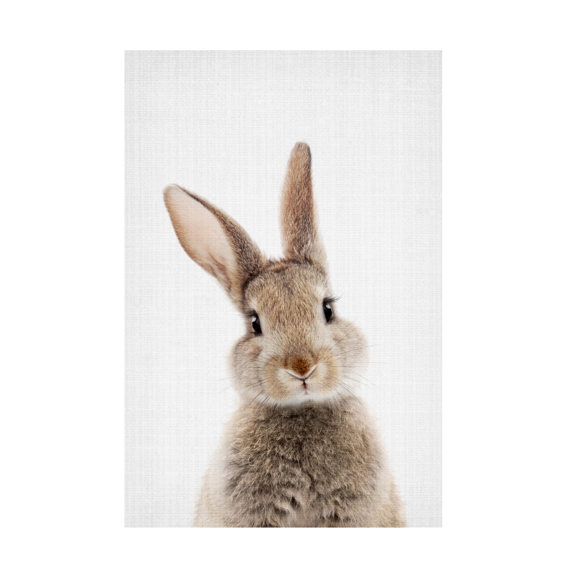 Trademark Fine Art Lola Peacock Peekaboo Bunny Canvas Wall Art