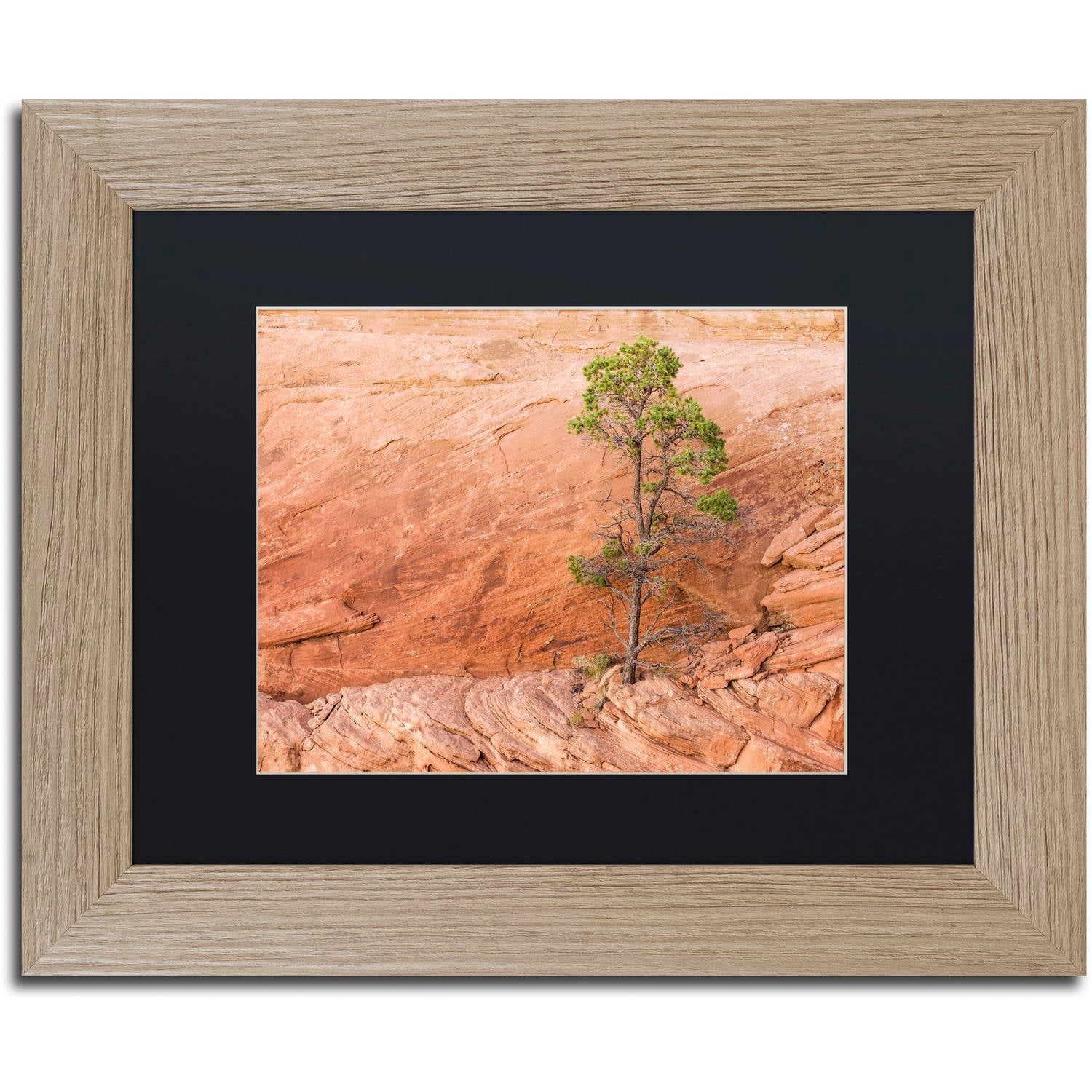 Trademark Fine Art "Lone Survivor" Canvas Art by Michael Blanchette Photography Black Matte, Birch Frame