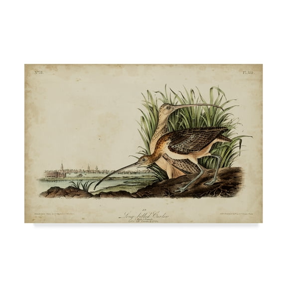 Trademark Fine Art 'Long Billed Curlew Bird' Canvas Art by John James Audubon