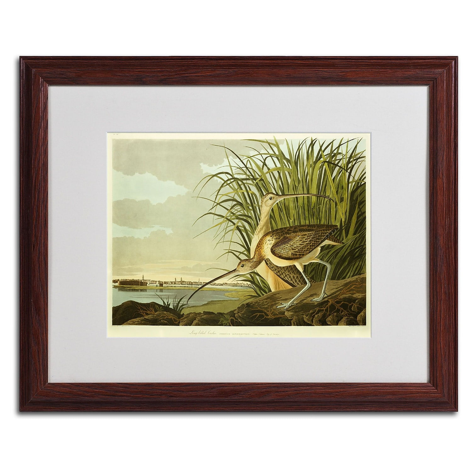 Long Billed Curlew Framed Canvas Art with Wood Frame
