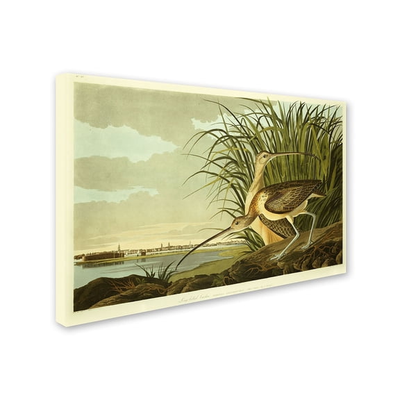 Trademark Fine Art "Long Billed Curlew" Canvas Art by John James Audubon