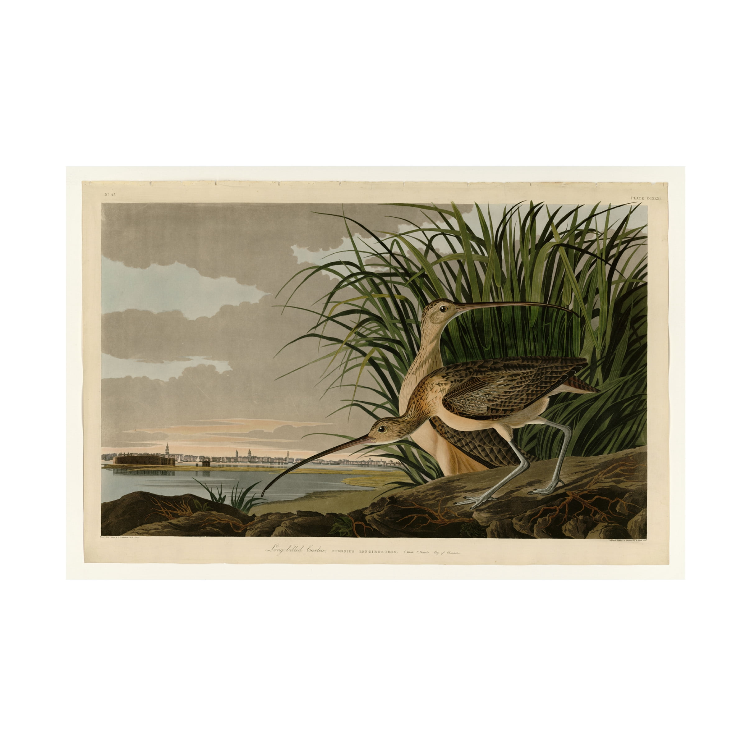 Trademark Fine Art "Long Billed Curlew" Canvas Art by John James Audubon