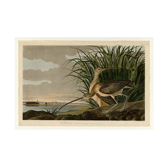 Trademark Fine Art "Long Billed Curlew" Canvas Art by John James Audubon