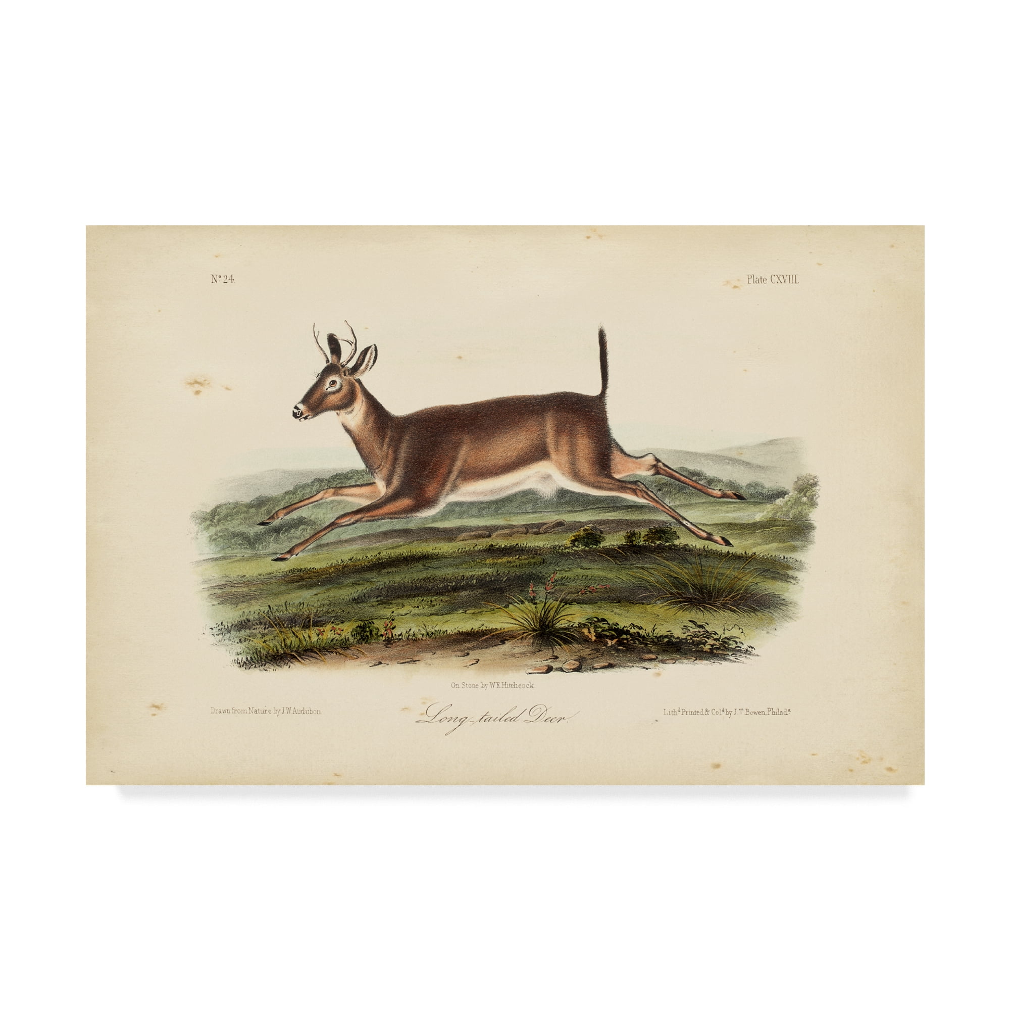 Trademark Fine Art 'Long tailed Deer' Canvas Art by John James Audubon