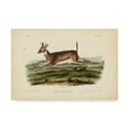 thumbnail image 1 of Trademark Fine Art 'Long tailed Deer' Canvas Art by John James Audubon, 1 of 4