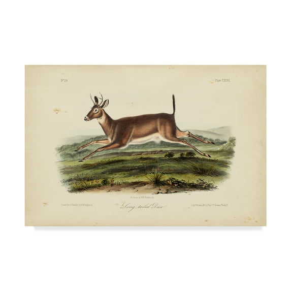Trademark Fine Art 'Long tailed Deer' Canvas Art by John James Audubon