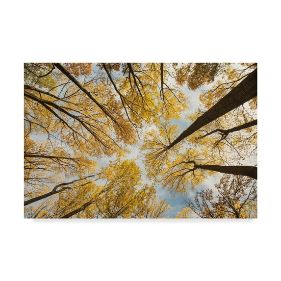 Trademark Fine Art 'Looking Up I' Canvas Art by Aledanda