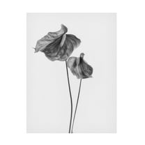 Trademark Fine Art Lotte Gronkjar Anthurium Canvas Wall Art