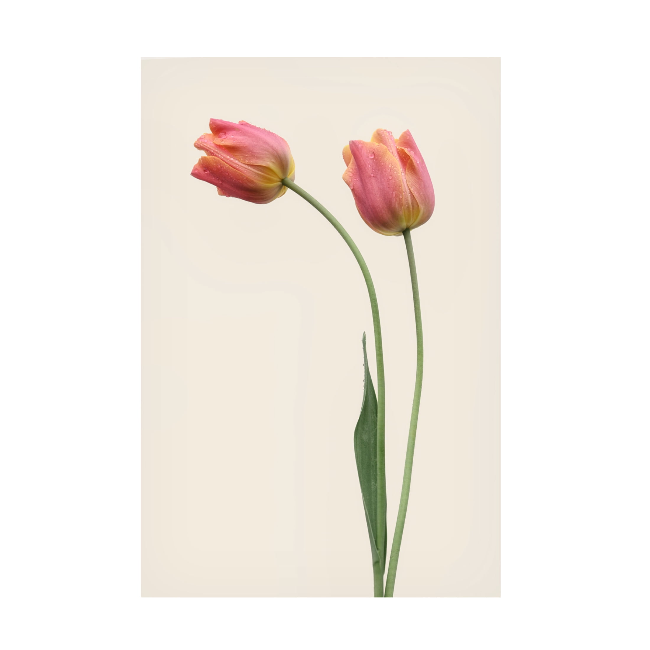 Trademark Fine Art Lotte Gronkjar  Duo Canvas Wall Art