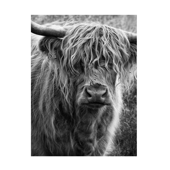 Trademark Fine Art Lotte Gronkjar Highland cattle Canvas Wall Art