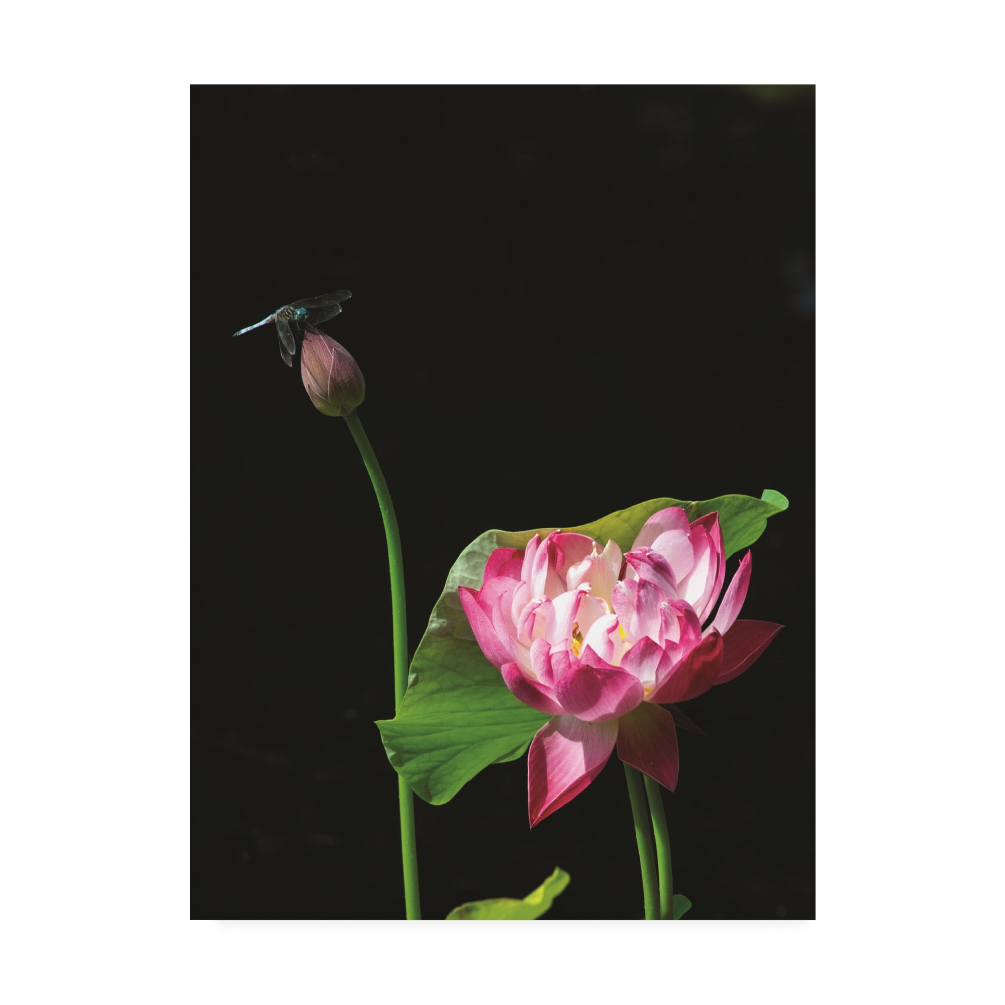 Trademark Fine Art 'Lotus Dragonfly' Canvas Art by Kurt Shaffer