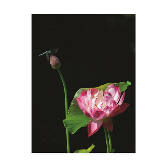 Trademark Fine Art 'Lotus Dragonfly' Canvas Art by Kurt Shaffer