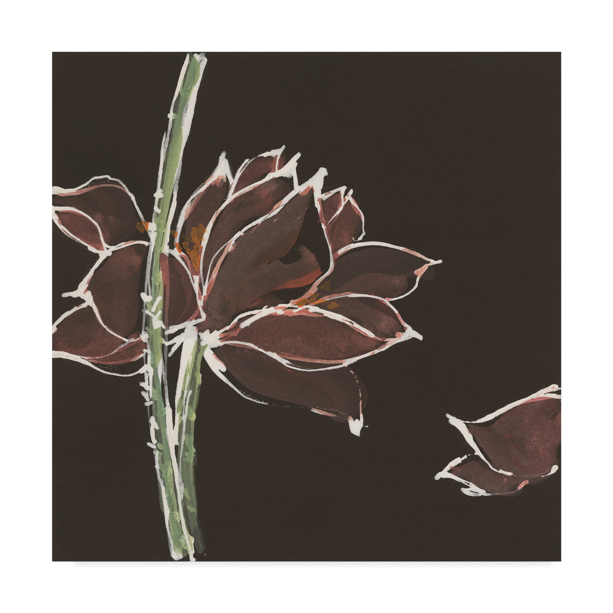 Trademark Fine Art 'Lotus on Black V' Canvas Art by Chris Paschke