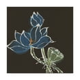 thumbnail image 1 of Trademark Fine Art 'Lotus on Black VII' Canvas Art by Chris Paschke, 1 of 3