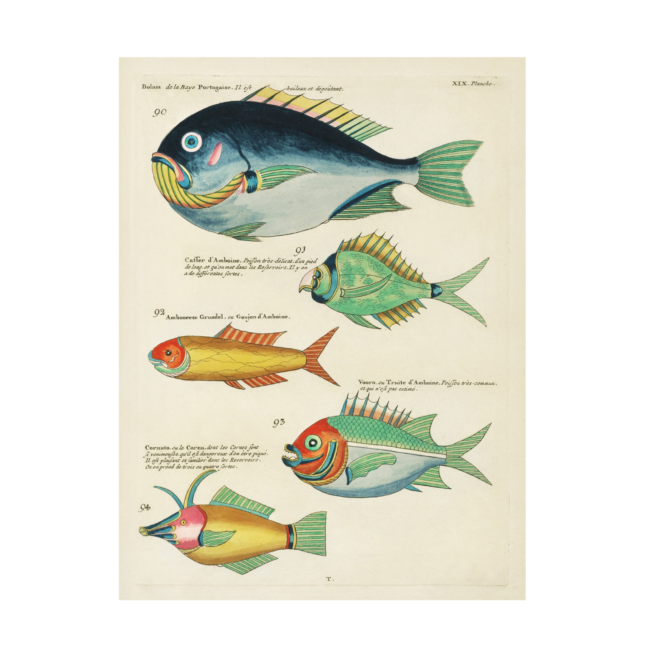 Trademark Fine Art Louis Renard  Renard Tropical Fish I Canvas Wall Art