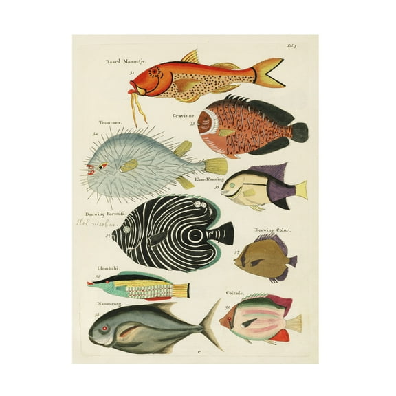 Trademark Fine Art Louis Renard Renard Tropical Fish VI Canvas Wall Art