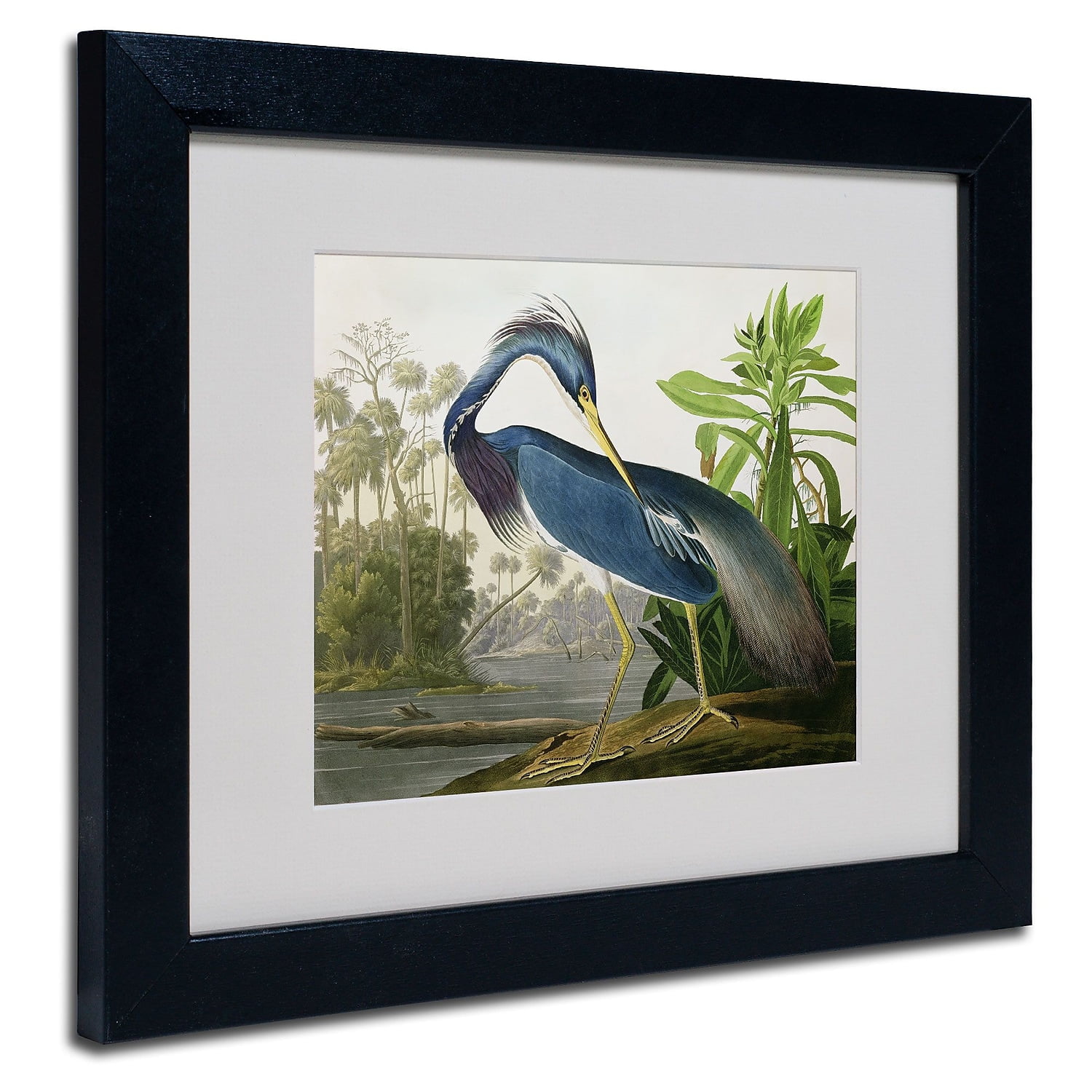 Louisiana Heron Bird Canvas Art with Black Frame
