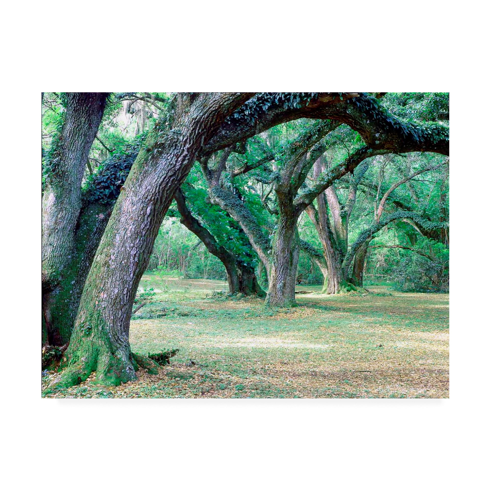 Trademark Fine Art 'Louisiana Oaks Louisiana' Canvas Art by Monte Nagler