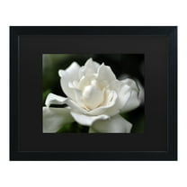 Trademark Fine Art 'Lovely Gardenia' Canvas Art by Kurt Shaffer