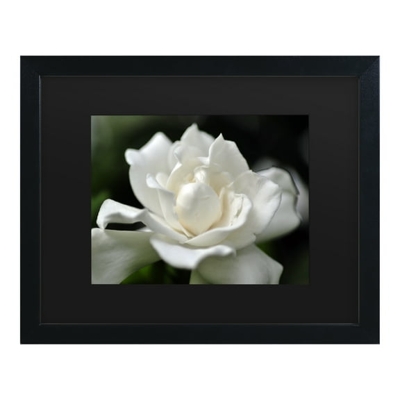 Trademark Fine Art 'Lovely Gardenia' Canvas Art by Kurt Shaffer