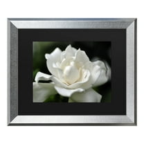 Trademark Fine Art 'Lovely Gardenia' Canvas Art by Kurt Shaffer