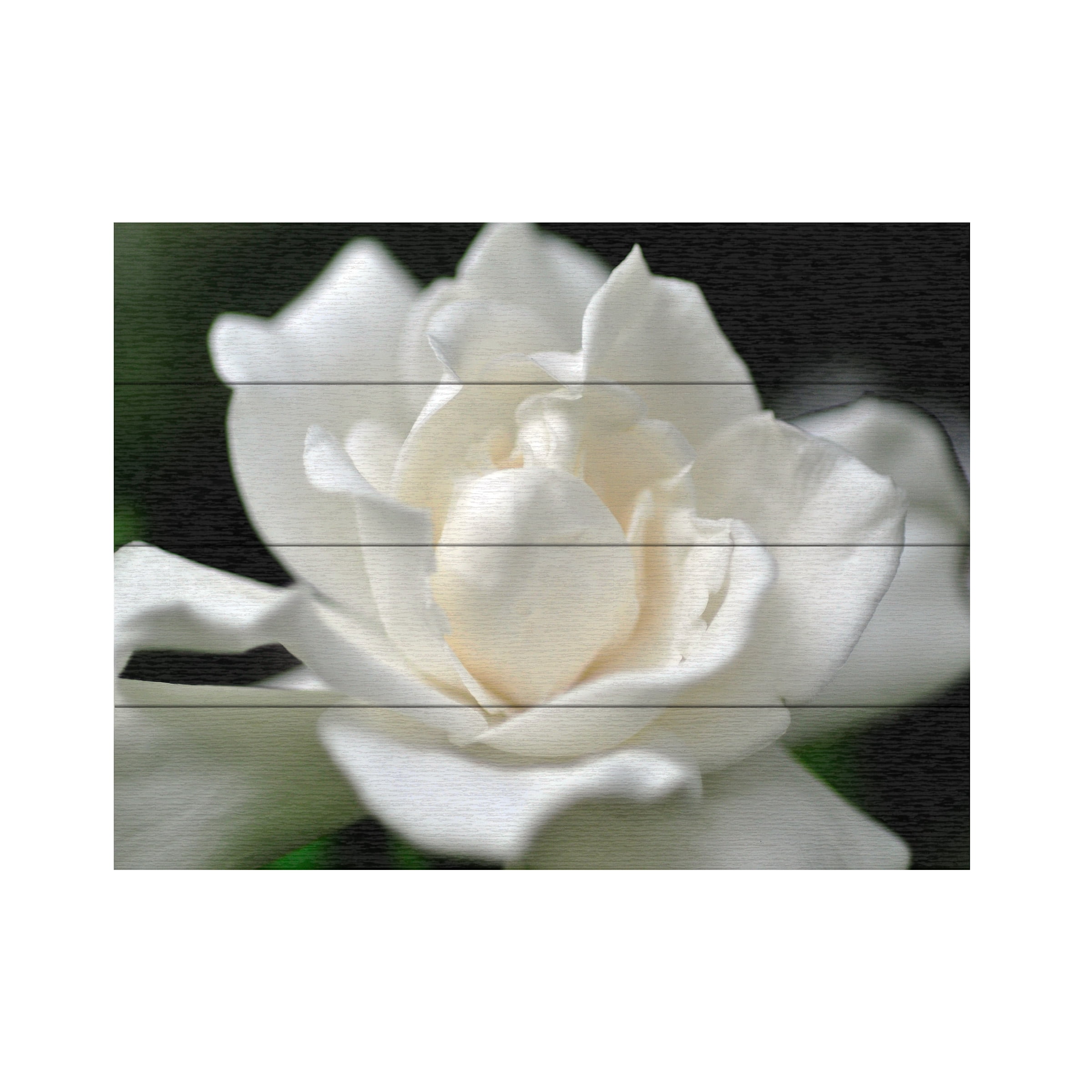 Trademark Fine Art 'Lovely Gardenia' Wooden Wall Art Art by Kurt Shaffer
