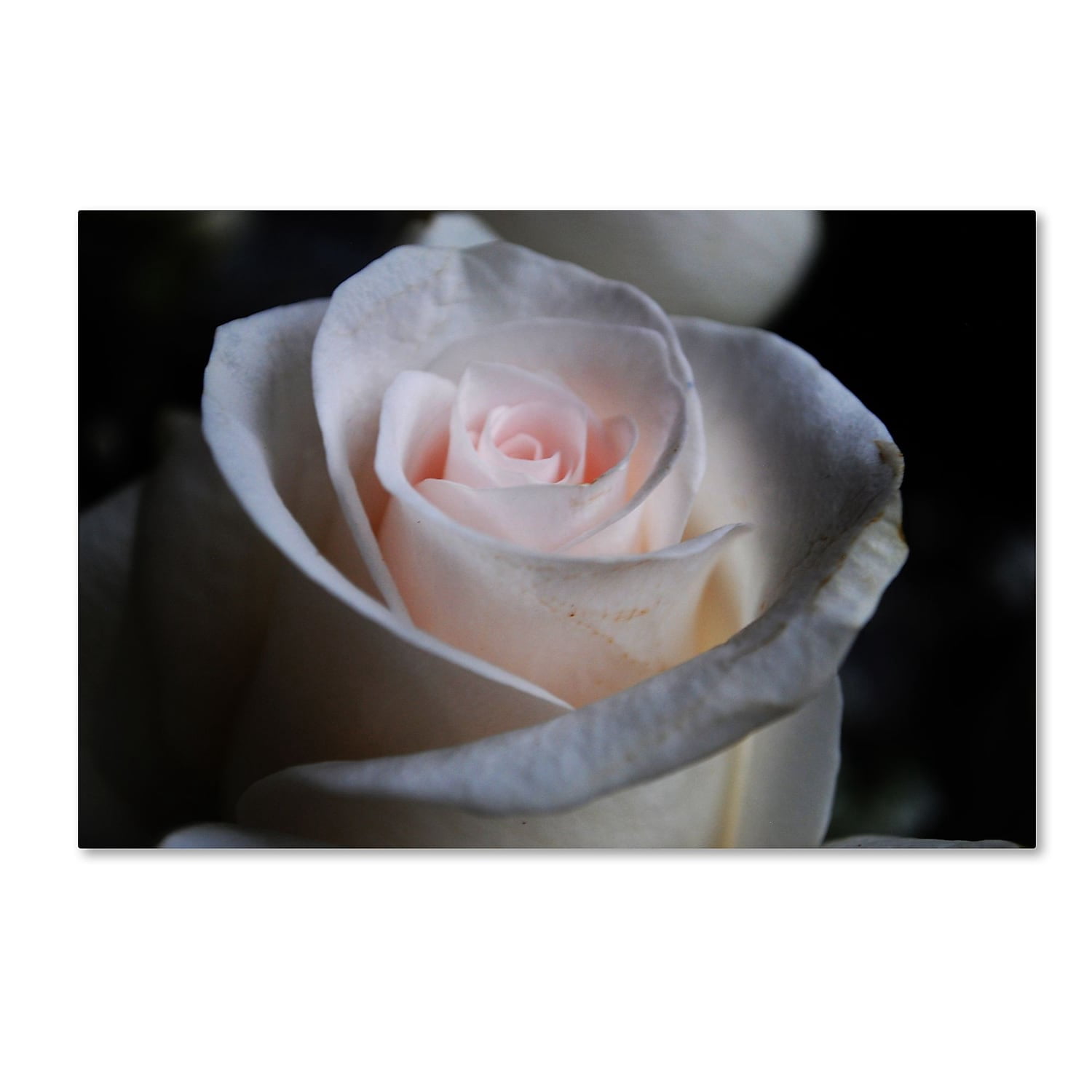 Trademark Fine Art "Loyal Star" Canvas Art by Monica Mize