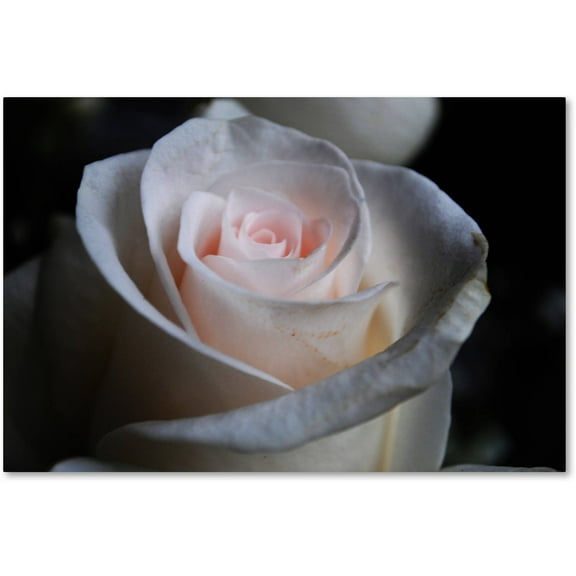 Trademark Fine Art "Loyal Star" Canvas Art by Monica Mize