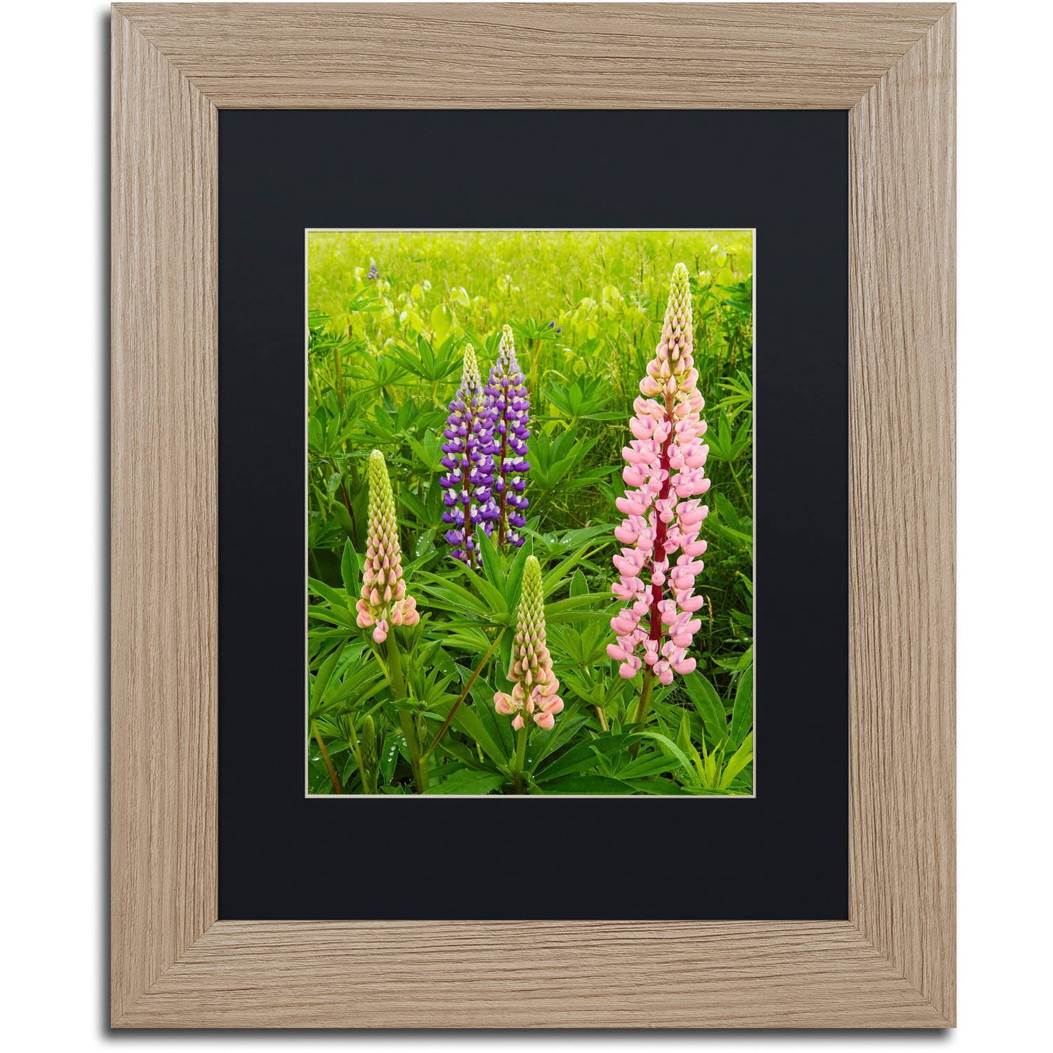 Trademark Fine Art "Lupine Family" Canvas Art by Michael Blanchette Photography Black Matte, Birch Frame