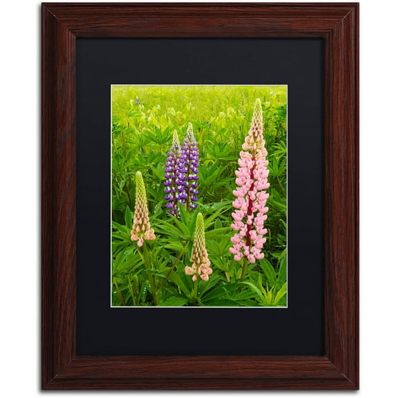 Trademark Fine Art "Lupine Family" Canvas Art by Michael Blanchette Photography Black Matte, Wood Frame