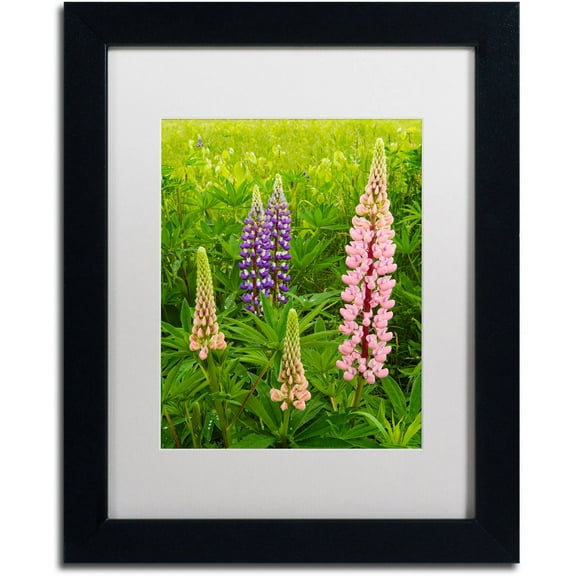 Trademark Fine Art "Lupine Family" Canvas Art by Michael Blanchette Photography White Matte, Black Frame