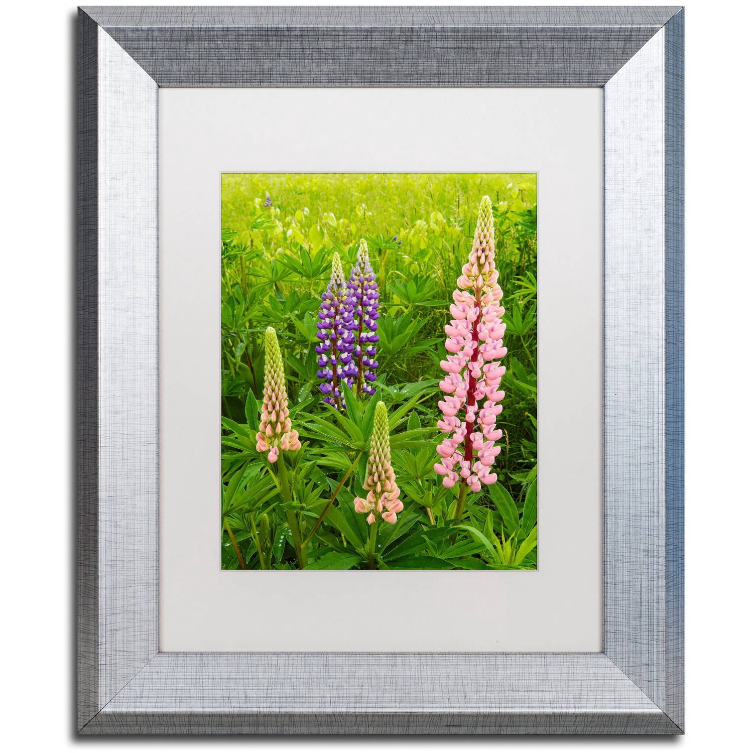 Trademark Fine Art "Lupine Family" Canvas Art by Michael Blanchette Photography White Matte, Silver Frame