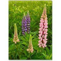 Trademark Fine Art "Lupine Family" Canvas Art by Michael Blanchette Photography