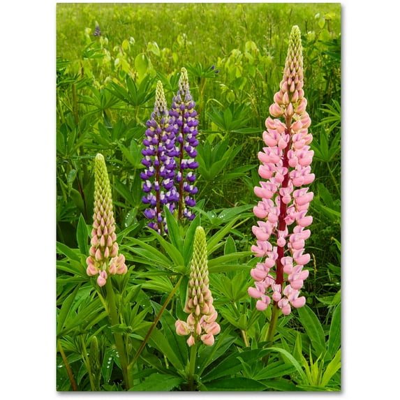 Trademark Fine Art "Lupine Family" Canvas Art by Michael Blanchette Photography