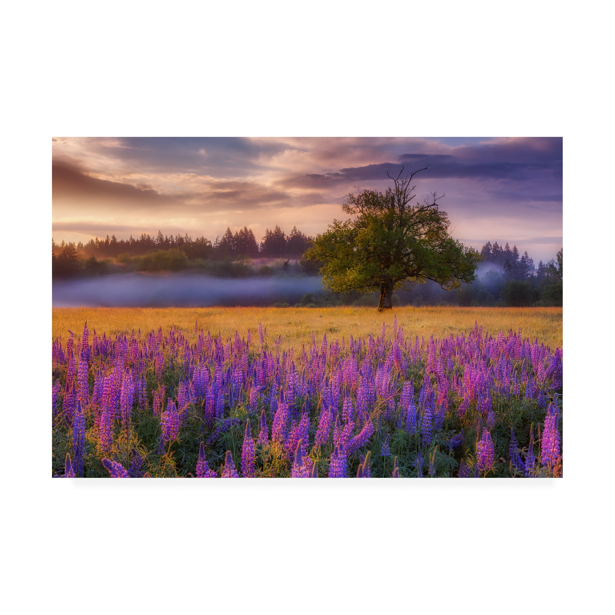 Trademark Fine Art 'Lupine Sunrise' Canvas Art by Darren White Photography