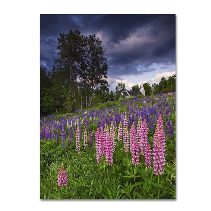 Trademark Fine Art 'Lupines on the Hill' Canvas Art by Michael Blanchette Photography
