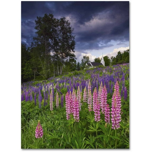Trademark Fine Art 'Lupines on the Hill' Canvas Art by Michael Blanchette Photography