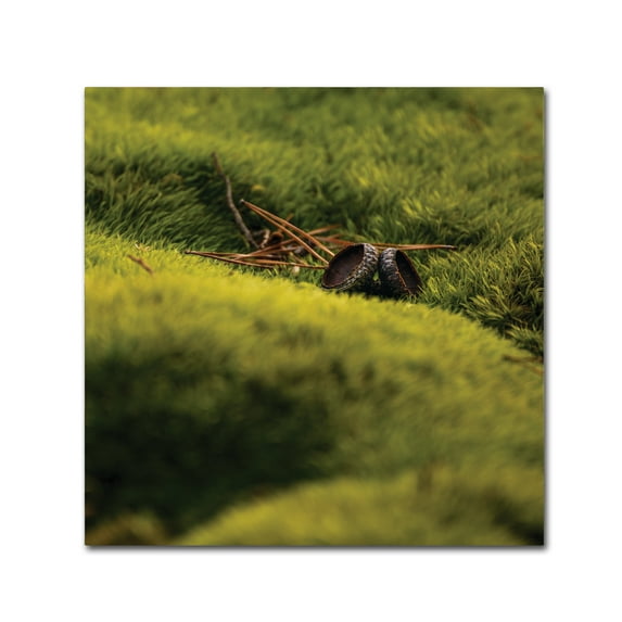 Trademark Fine Art 'Lush Moss with Acorn Caps' Canvas Art by Thom Sivo