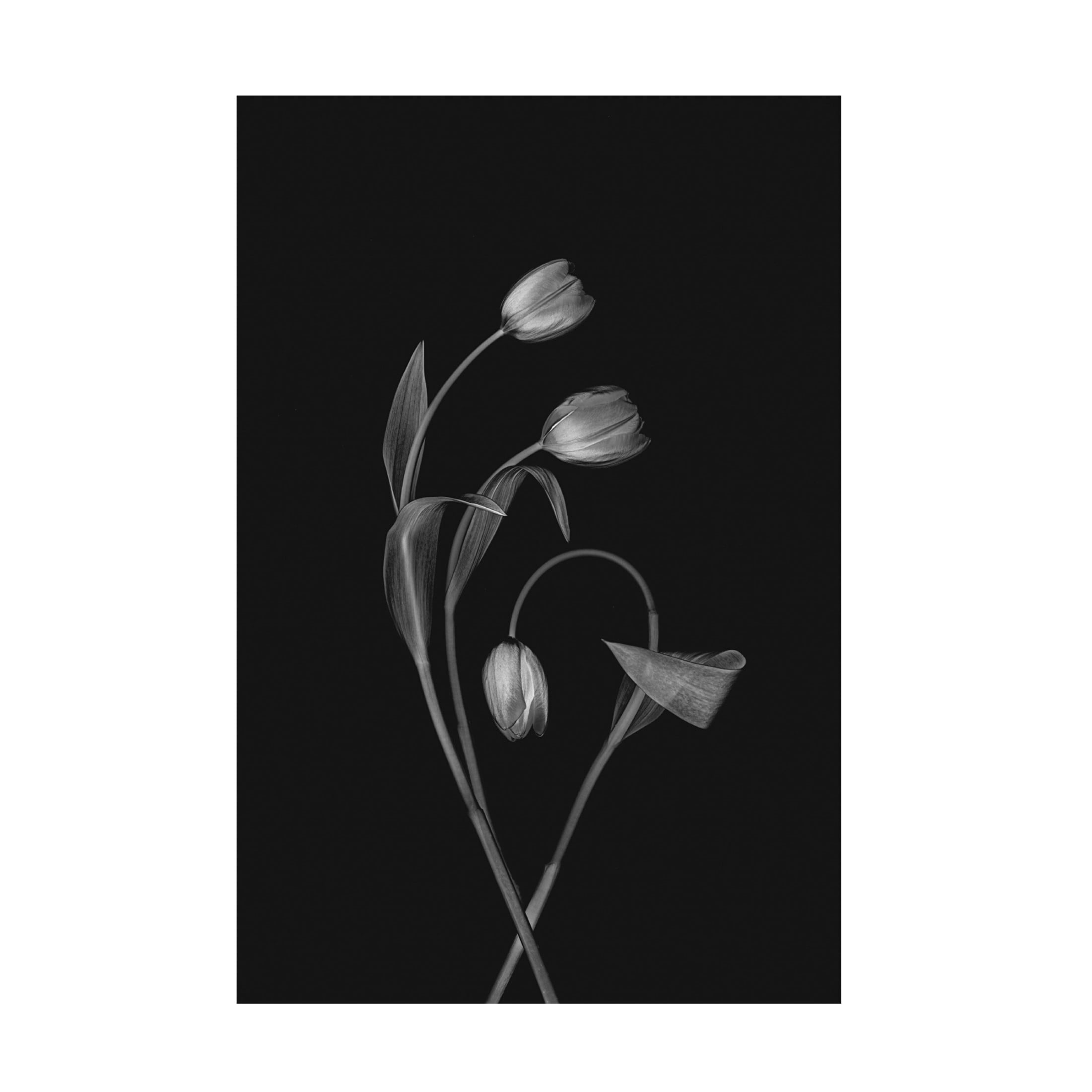 Trademark Fine Art Lydia Jacobs Bending Tulips Canvas Wall Art