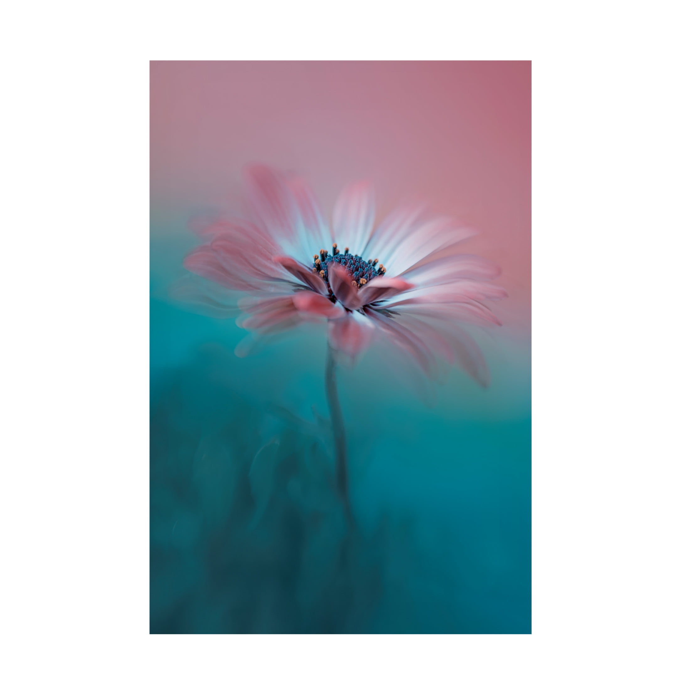 Trademark Fine Art Lydia Jacobs Pink Magic Canvas Wall Art