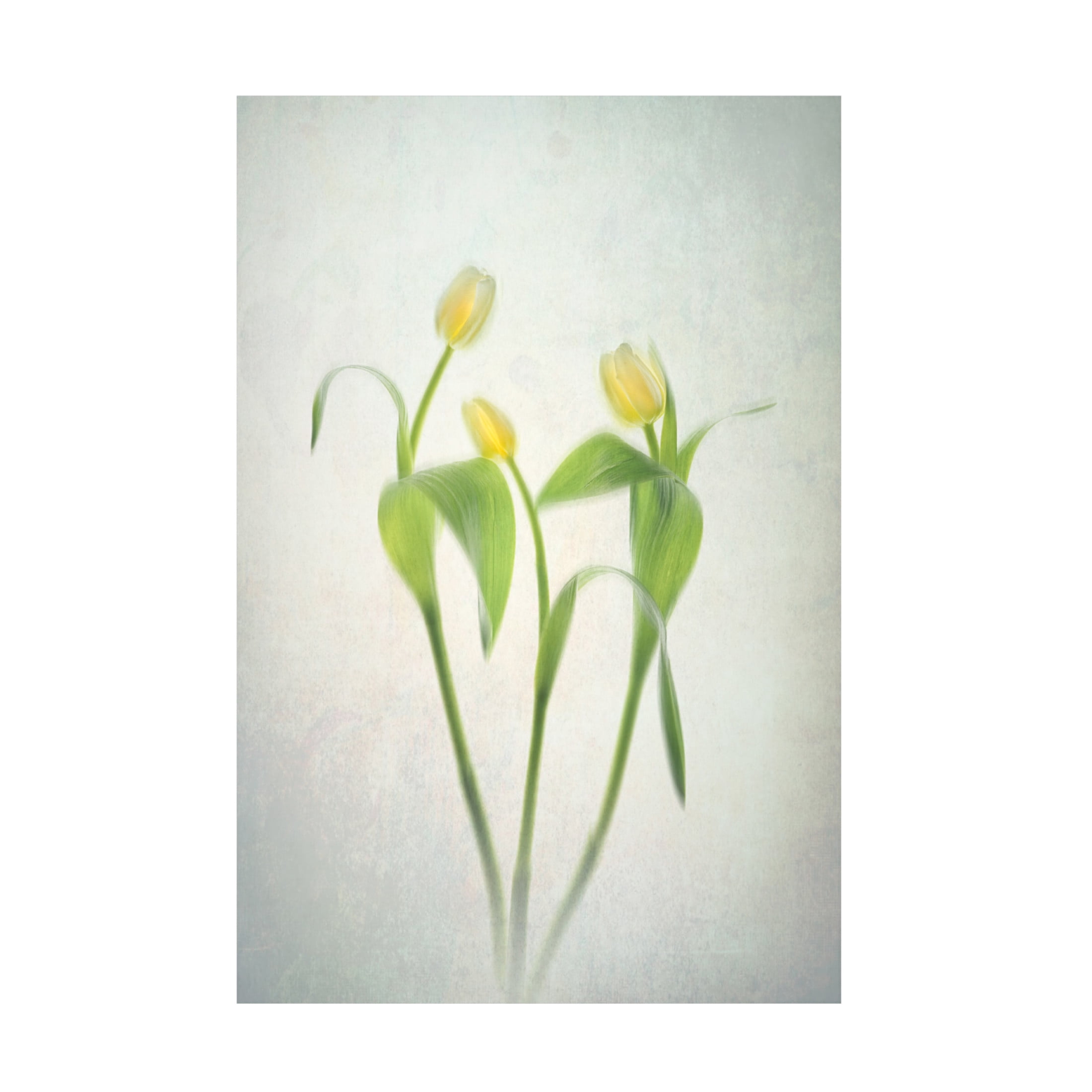 Trademark Fine Art Lydia Jacobs Yellow Tulips Canvas Wall Art