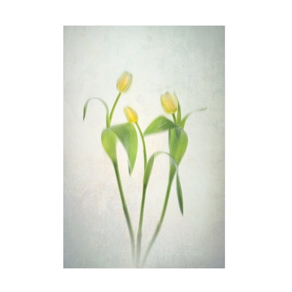 Trademark Fine Art Lydia Jacobs Yellow Tulips Canvas Wall Art