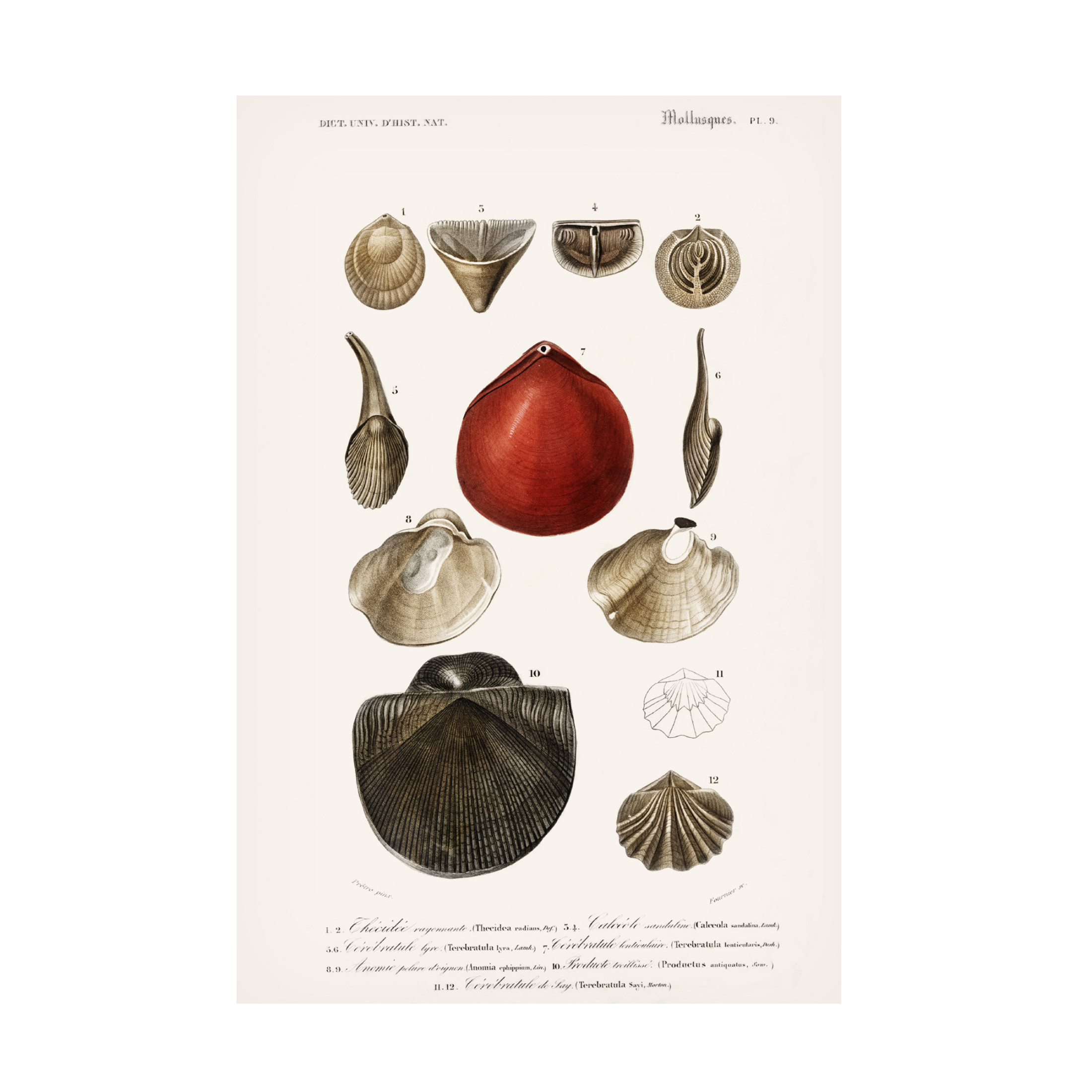 Trademark Fine Art M. Charles D'Orbigny  D'Orbigny Sealife I Canvas Wall Art