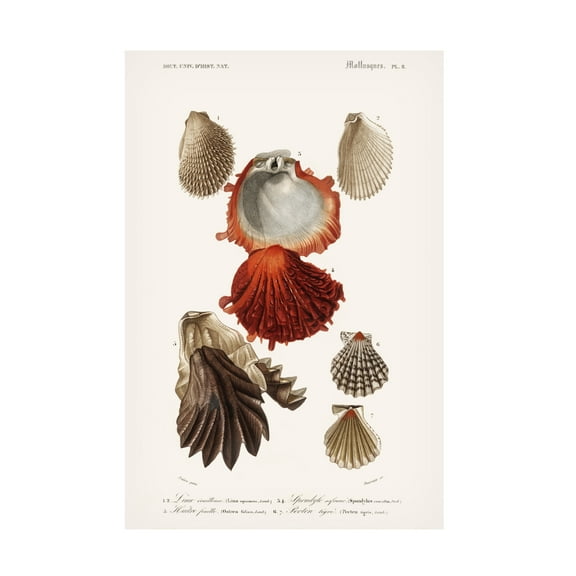 Trademark Fine Art M. Charles D'Orbigny D'Orbigny Sealife II Canvas Wall Art