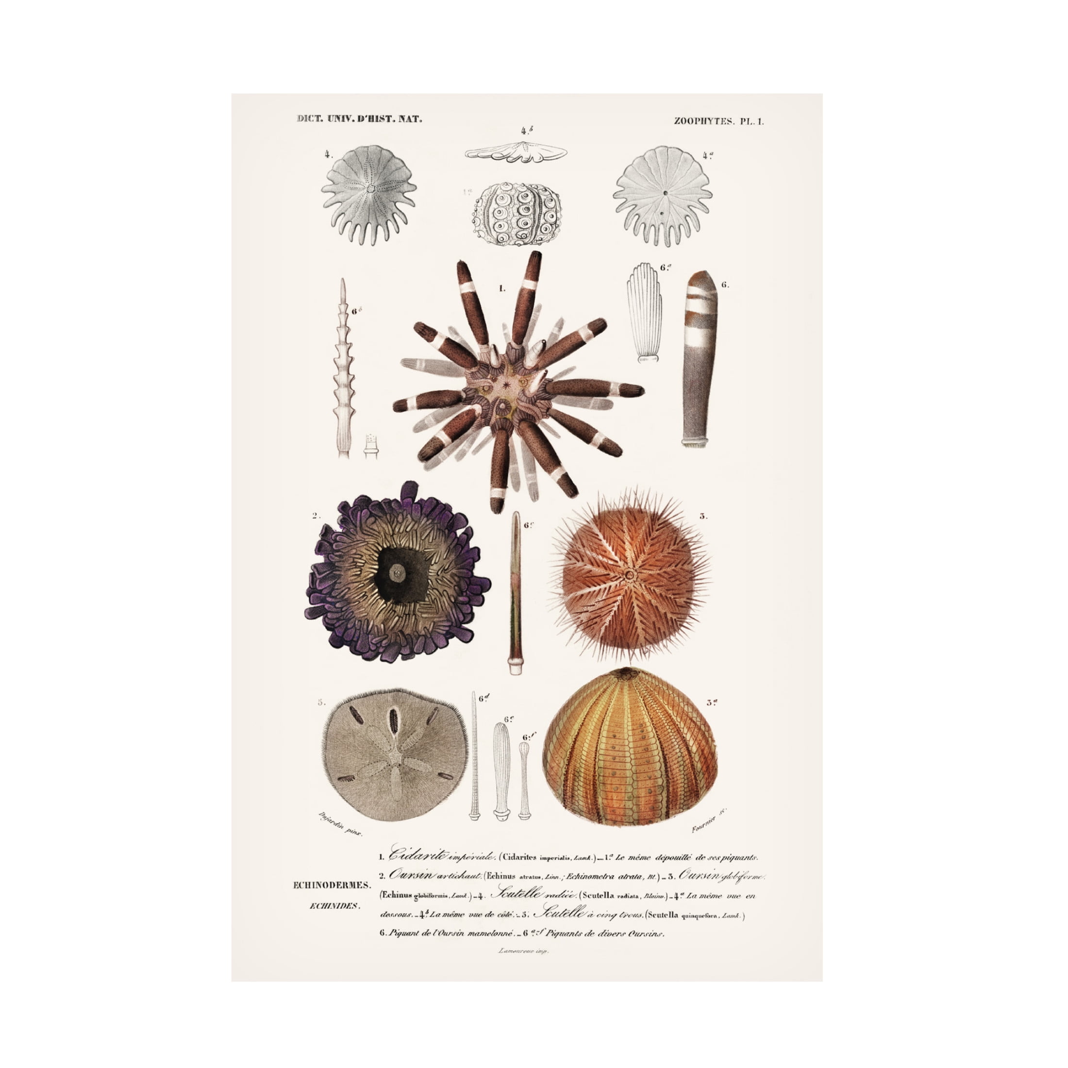 Trademark Fine Art M. Charles D'Orbigny  D'Orbigny Sealife IV Canvas Wall Art
