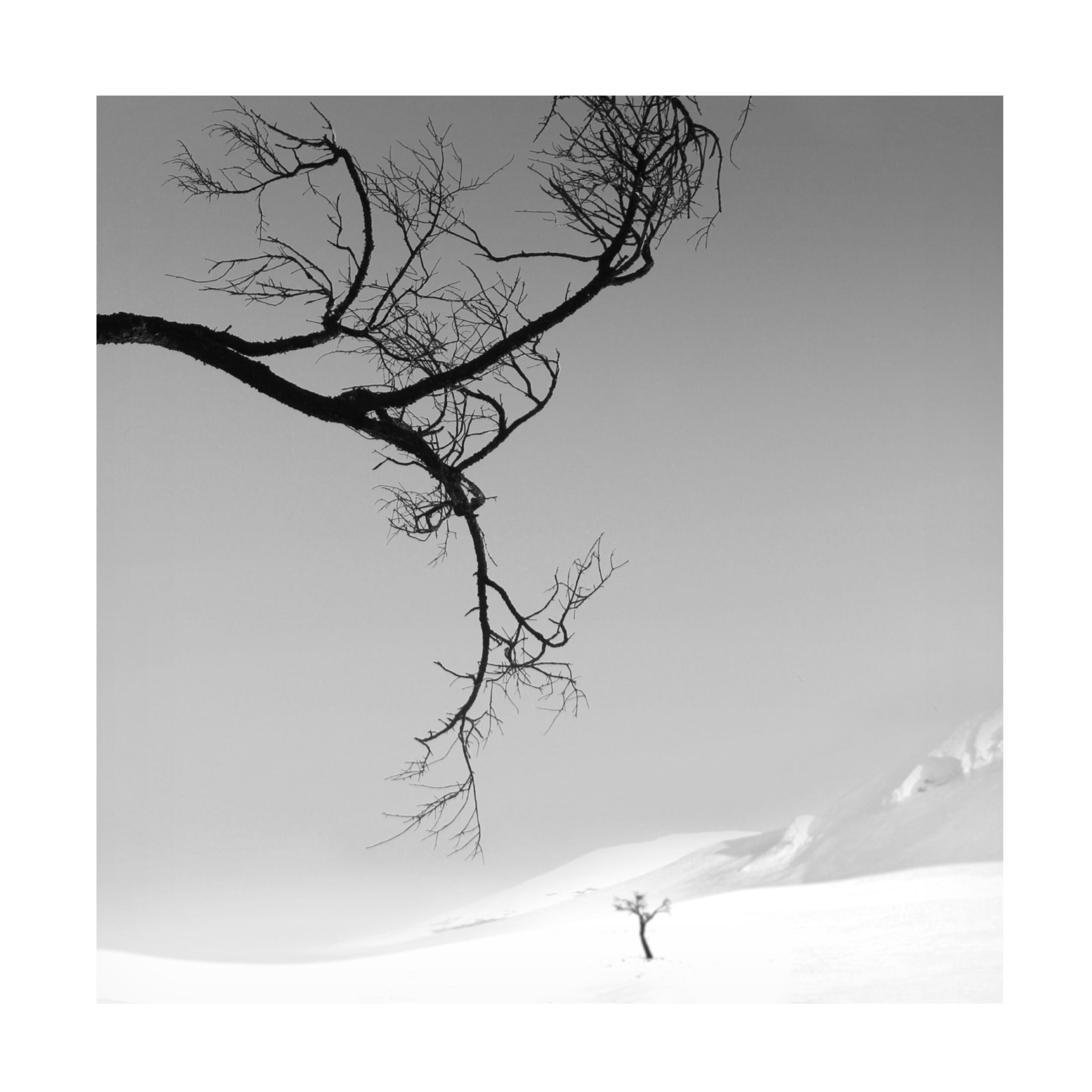 Trademark Fine Art MOSTAFA NODEH Eegis Canvas Wall Art