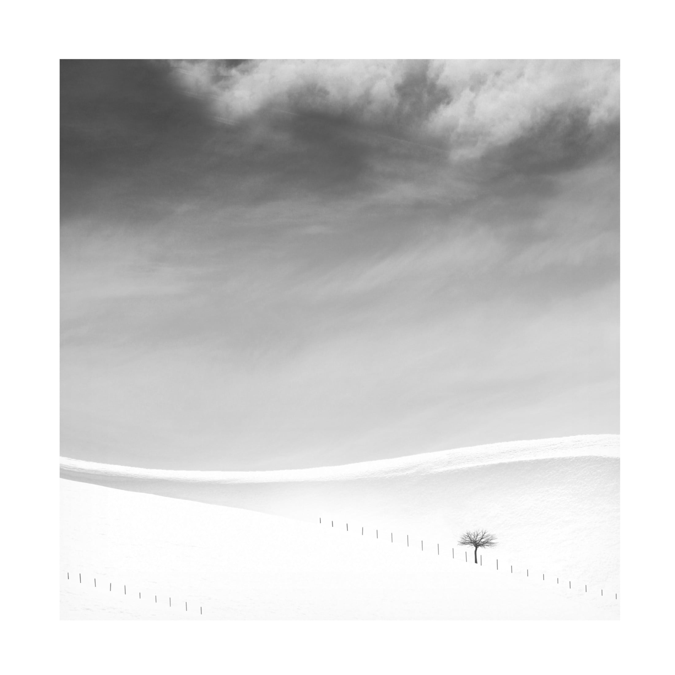 Trademark Fine Art MOSTAFA NODEH Single Tree Canvas Wall Art