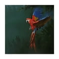 thumbnail image 1 of Trademark Fine Art 'Macaw Over Forest' Canvas Art by Michael Jackson, 1 of 3