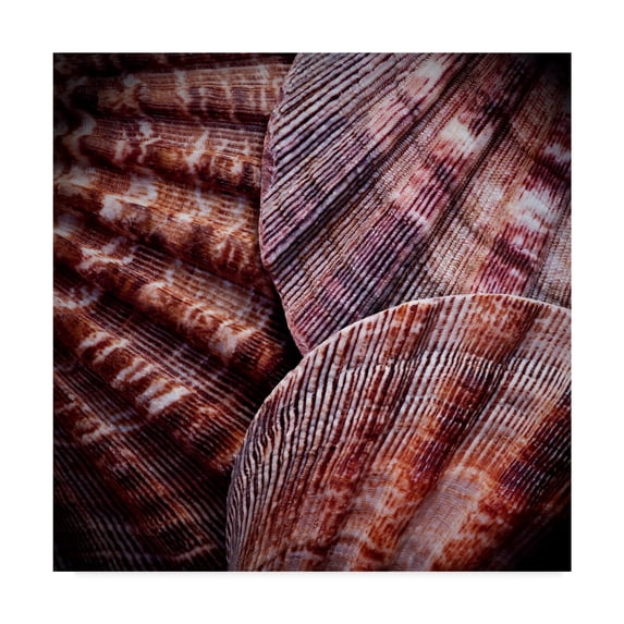 Trademark Fine Art 'Macro Shells V' Canvas Art by Rachel Perry