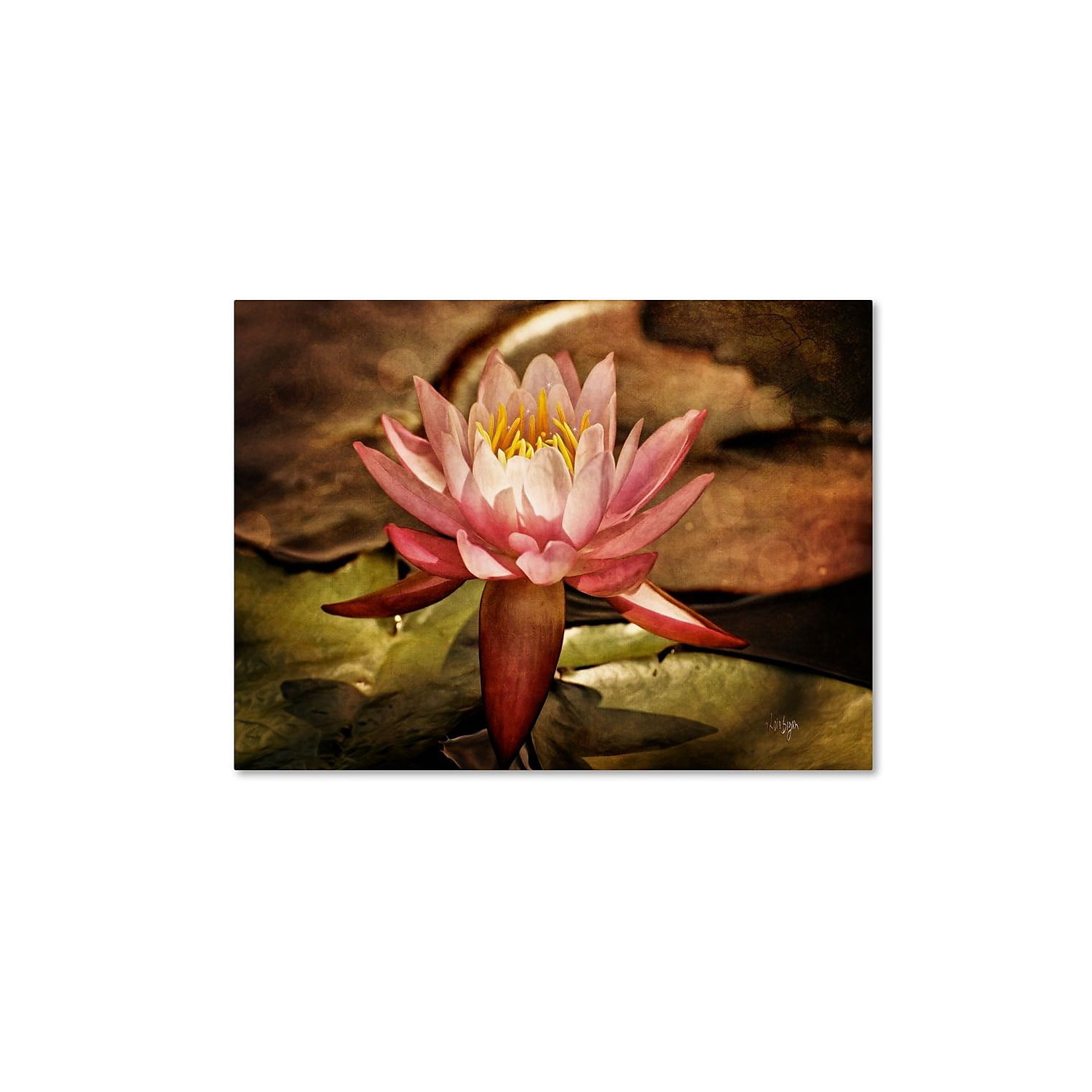 Trademark Fine Art "Magic Lily" Canvas Art by Lois Bryan